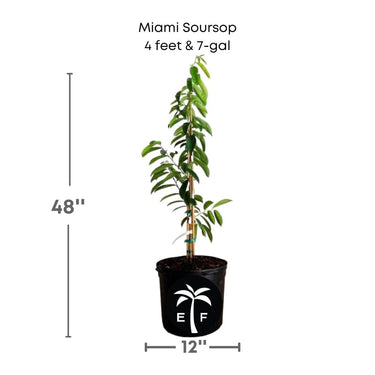 Soursop Guanabana from Seedlings Fruit Tree